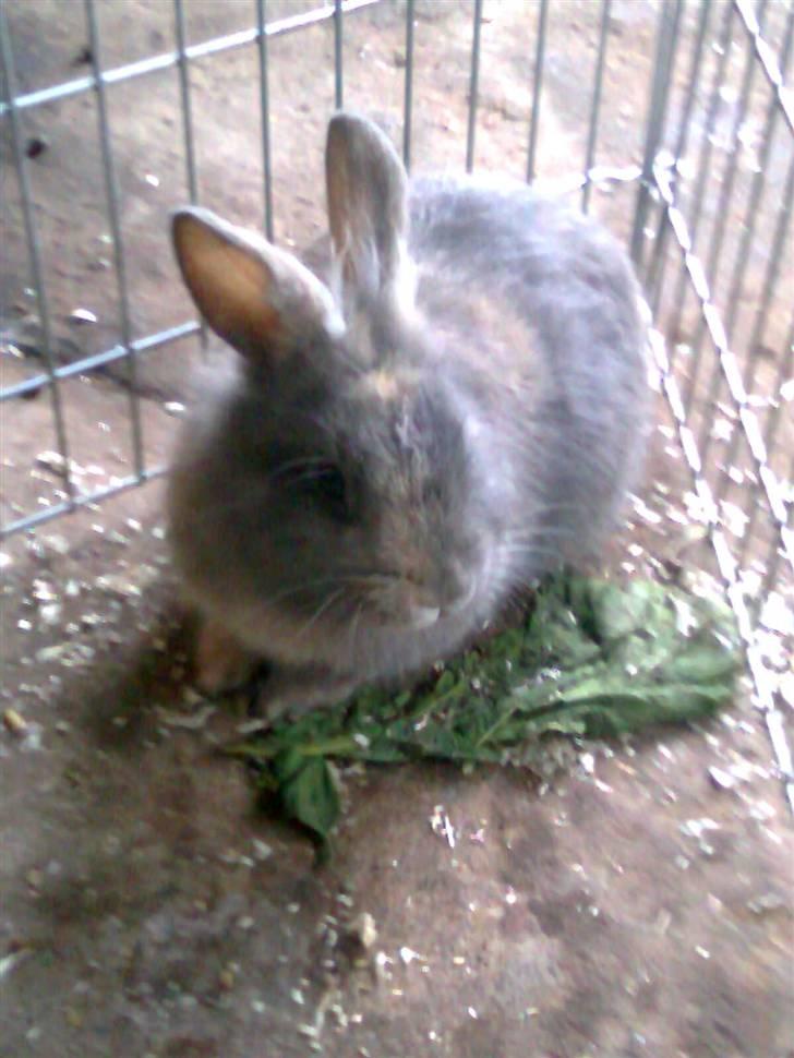 Kanin Flamme billede 9