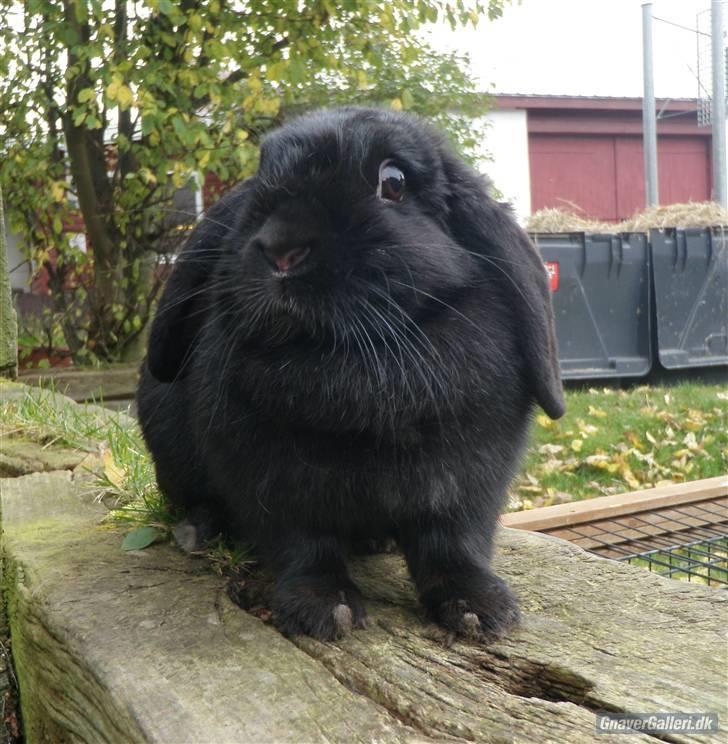 Kanin COOKIE <3 - Du er ubeskrivelig <3<3 foto jose billede 6