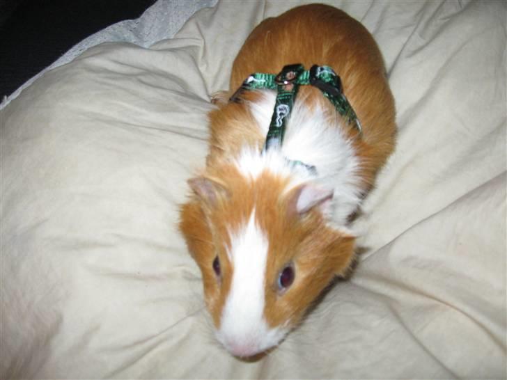 Marsvin Snubbi (Død) - Wee så fik jeg min nye sele :D billede 9