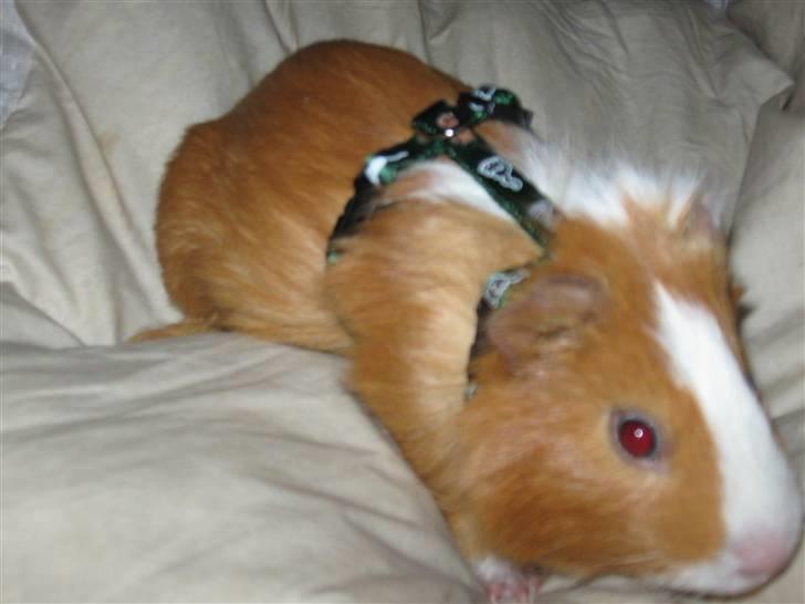 Marsvin Snubbi (Død) billede 10