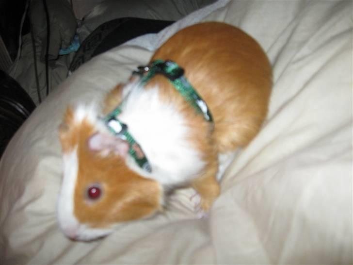 Marsvin Snubbi (Død) billede 11