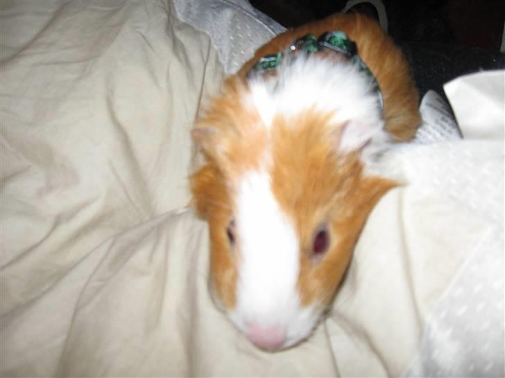 Marsvin Snubbi (Død) billede 12