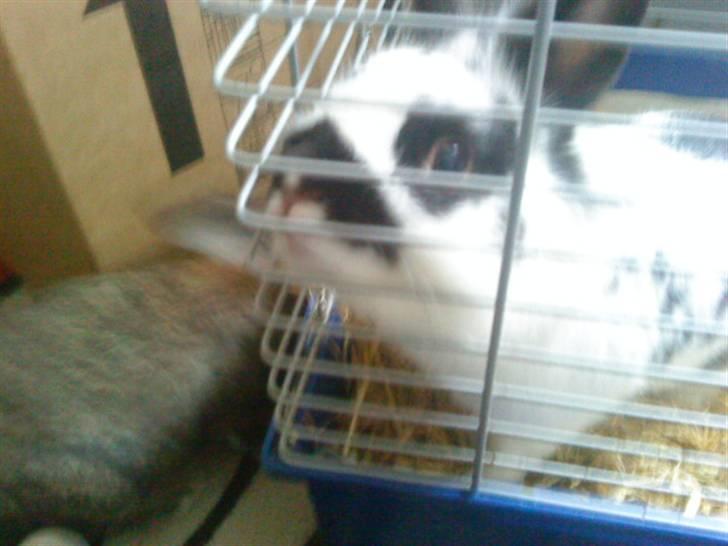 Kanin Pyrus billede 6