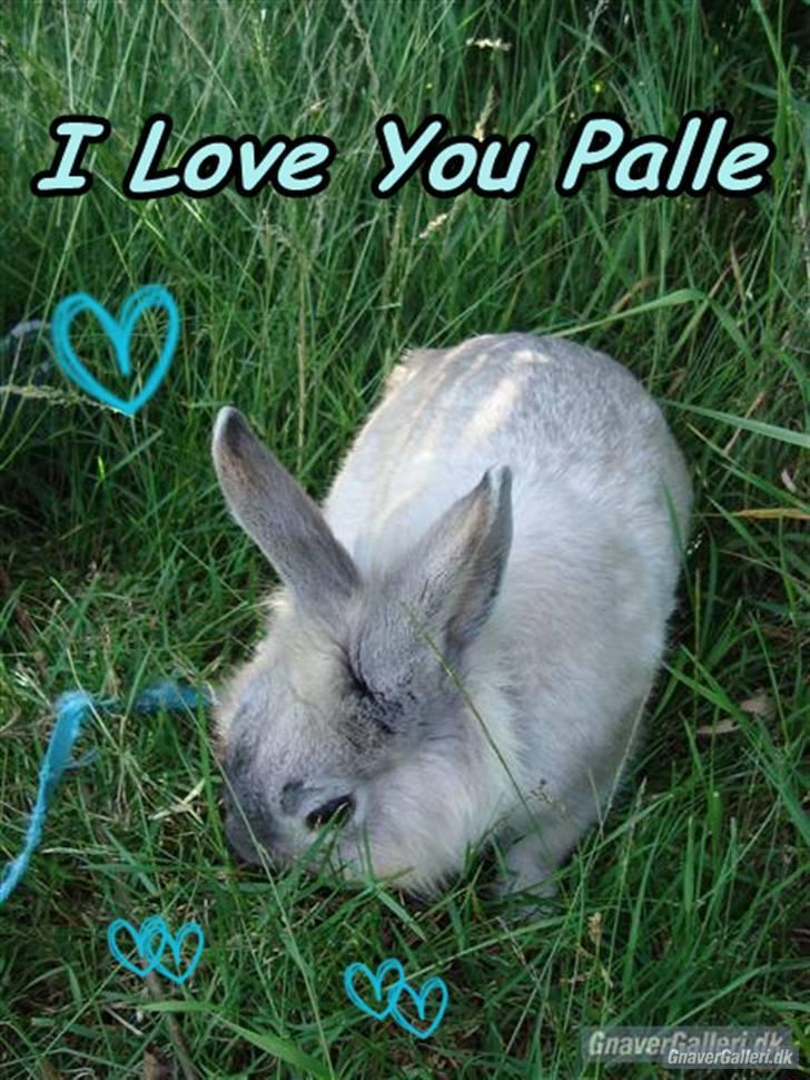 Kanin Palle billede 6