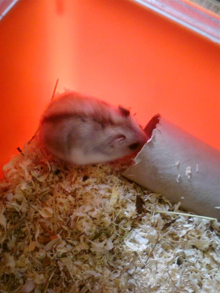 Dværghamster Bianca billede 5