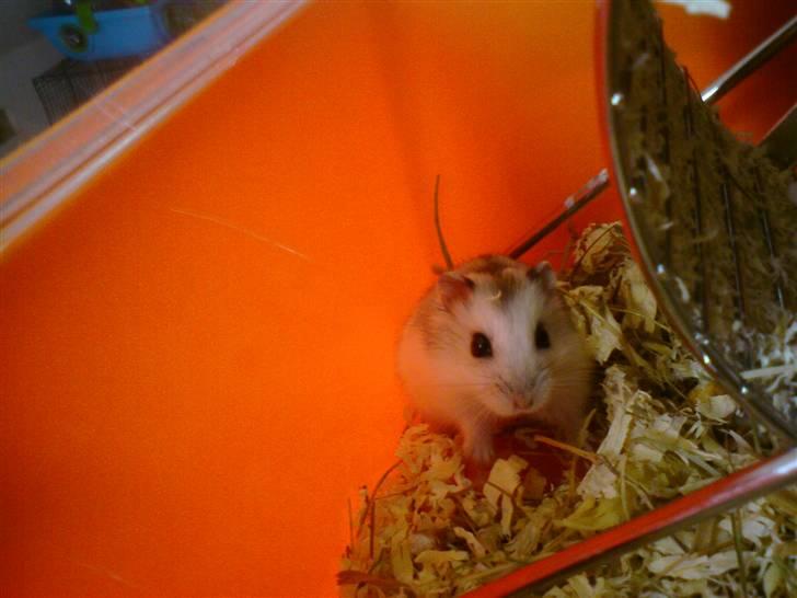 Dværghamster Bianca billede 6