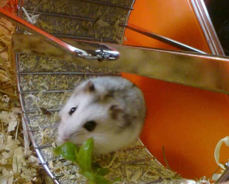 Dværghamster Bianca billede 7