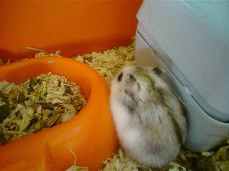 Dværghamster Bianca billede 8