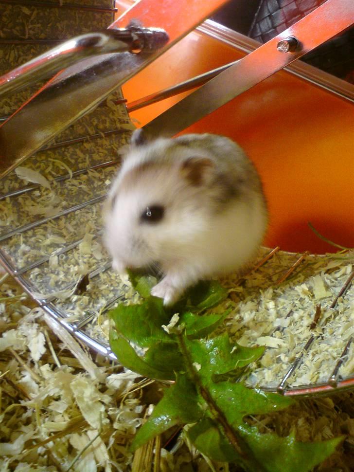 Dværghamster Bianca billede 9