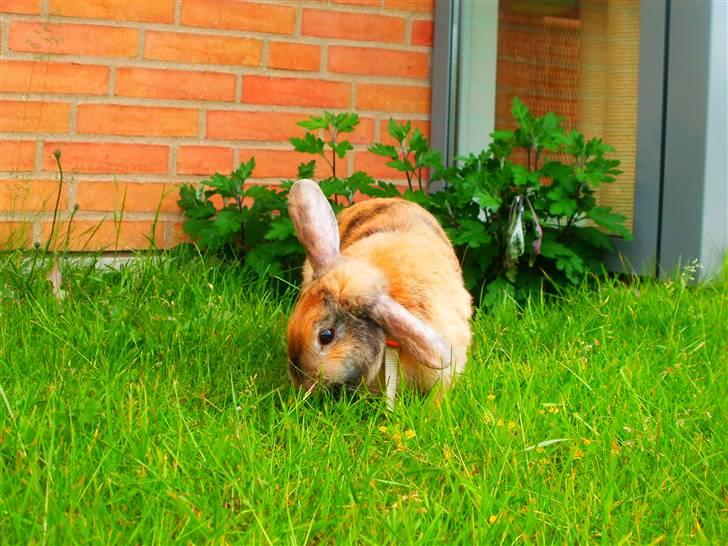 Kanin Perle billede 13