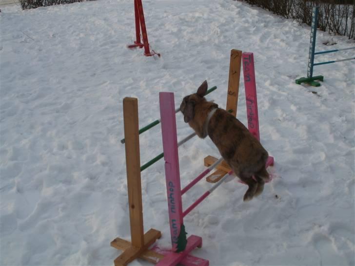 Kanin Perle billede 14