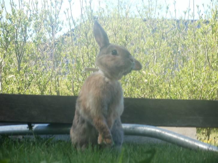 Kanin Perle billede 15