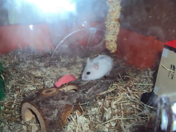Dværghamster Snehvide (solgt) billede 1