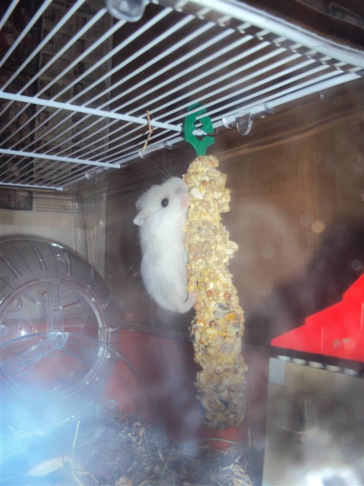 Dværghamster Snehvide (solgt) - Her er hun som ´´lille´´ :)  billede 2