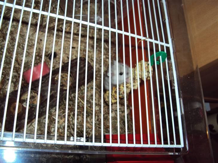 Dværghamster Snehvide (solgt) billede 3