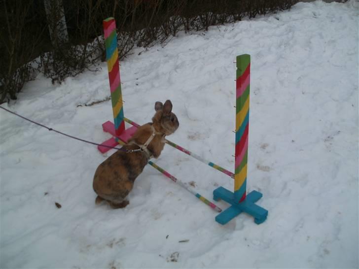 Kanin Perle billede 16