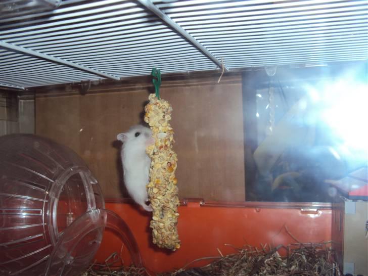 Dværghamster Snehvide (solgt) billede 4