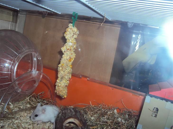 Dværghamster Snehvide (solgt) billede 5