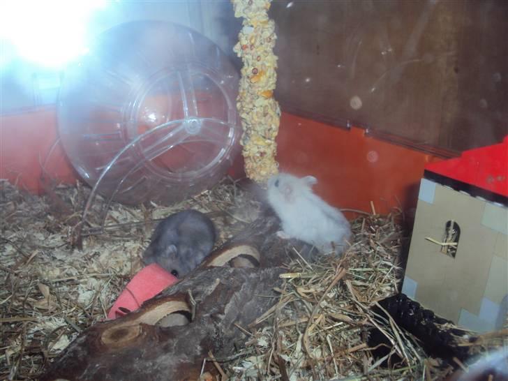 Dværghamster Snehvide (solgt) - Her er hun sammen med hendes dejlige og mest rolige mand Gunnar :)  billede 6