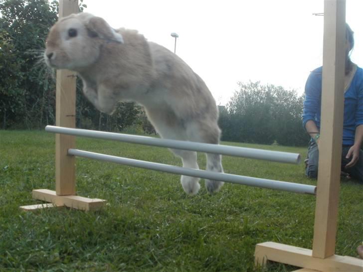 Kanin Punker † R.I.P :'( † billede 16