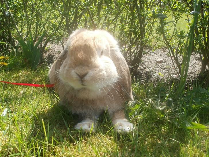 Kanin Punker † R.I.P :'( † billede 17