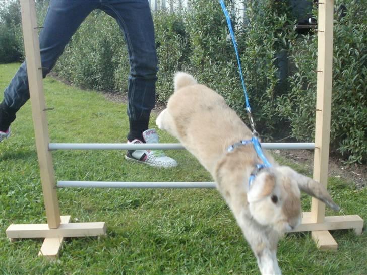 Kanin Punker † R.I.P :'( † billede 18