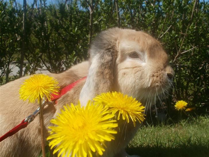 Kanin Punker † R.I.P :'( † billede 19