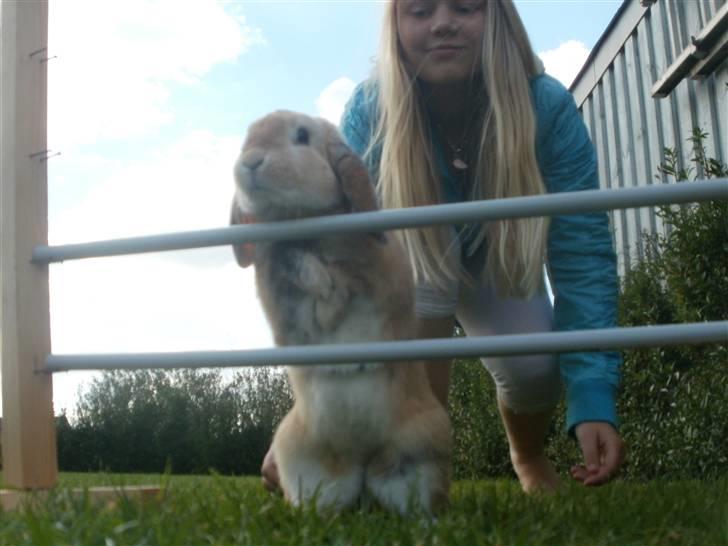 Kanin Punker † R.I.P :'( † billede 20