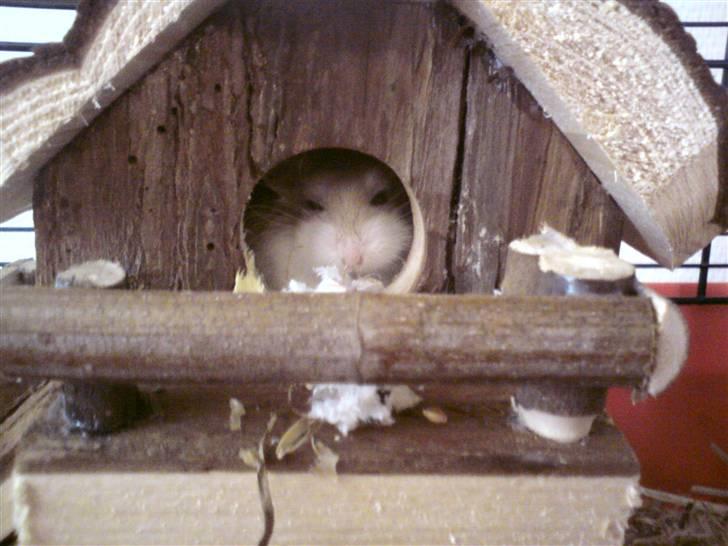 Dværghamster Quick (Død)  billede 1