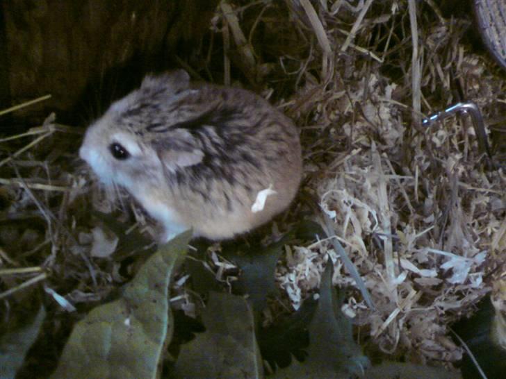 Dværghamster Quick (Død)  billede 2