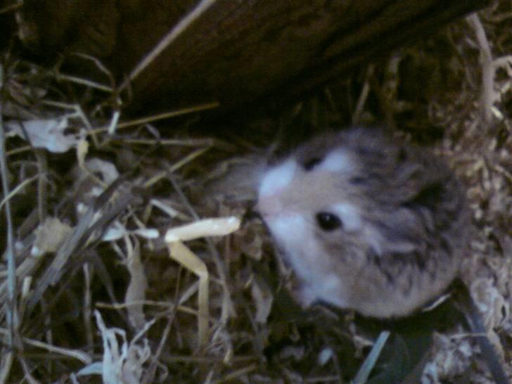 Dværghamster Quick (Død)  billede 3