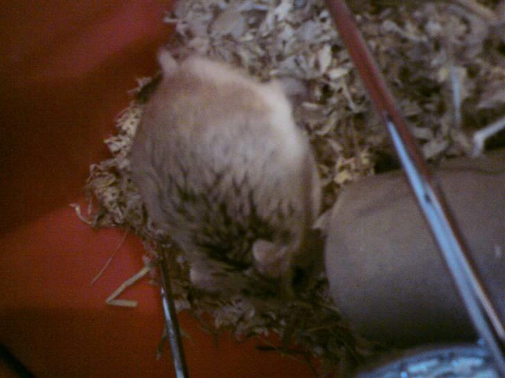 Dværghamster Quick (Død)  billede 4