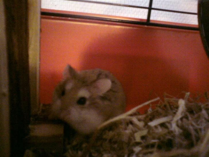Dværghamster Quick (Død)  billede 5