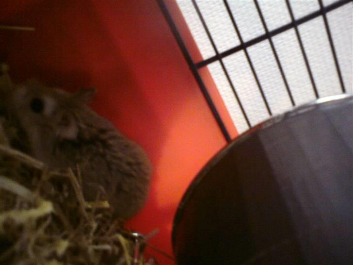 Dværghamster Quick (Død)  billede 6