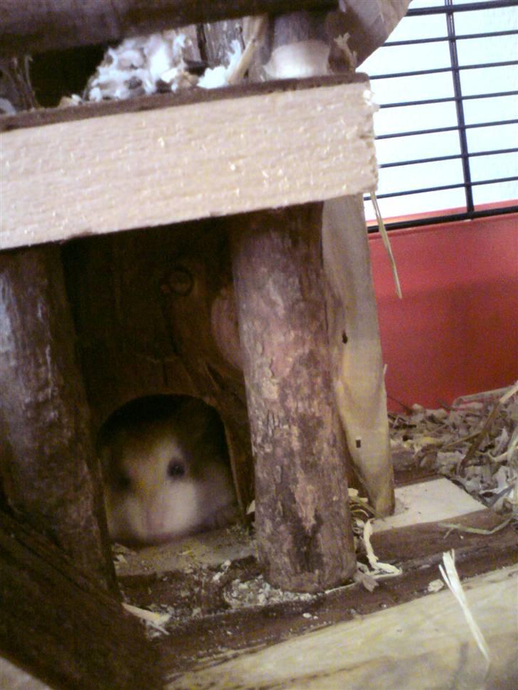 Dværghamster Quick (Død)  billede 7