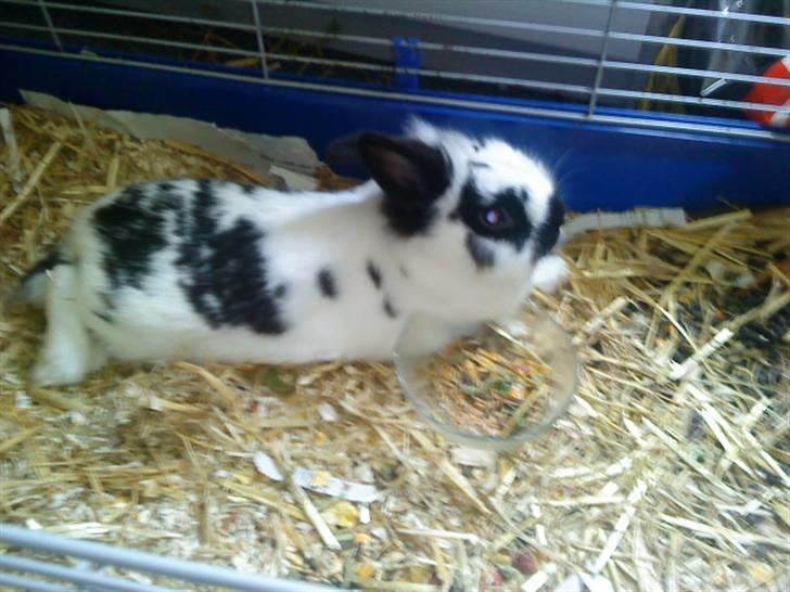 Kanin Pyrus - elsker at slapper af (: billede 7