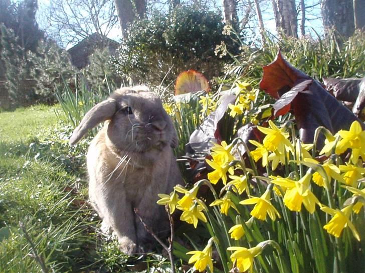 Kanin Viktor - 1# Viktor ude på en lille forårstur :) <3 ~ Dette billede blev brugt af DKAF til at udnævne Viktor som Ugens Bunny i Uge 11 2011 :D <3 billede 1