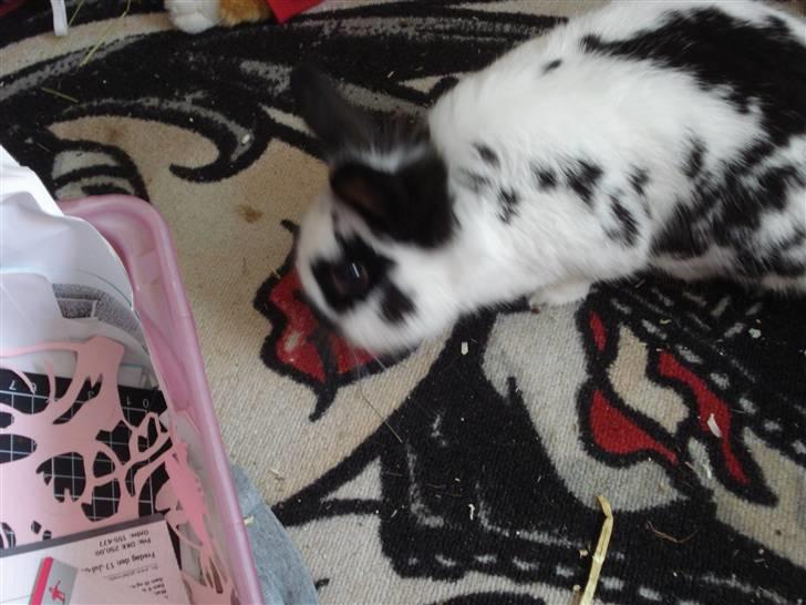 Kanin Pyrus billede 8