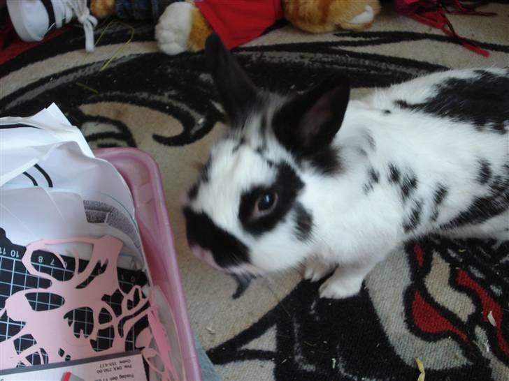 Kanin Pyrus billede 9