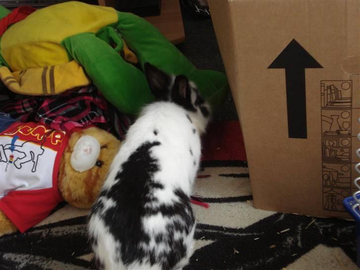 Kanin Pyrus billede 10