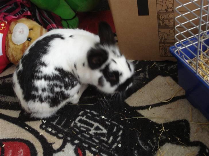 Kanin Pyrus billede 11