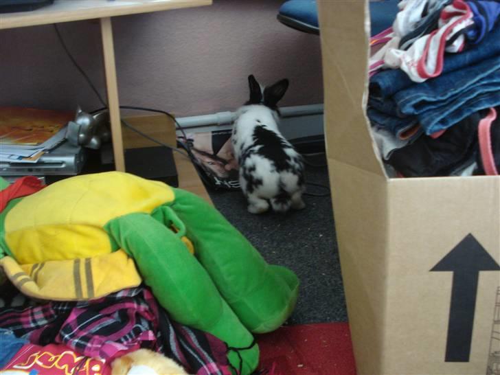 Kanin Pyrus billede 12