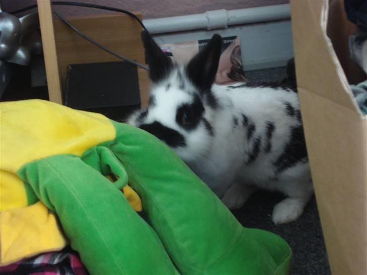 Kanin Pyrus billede 13