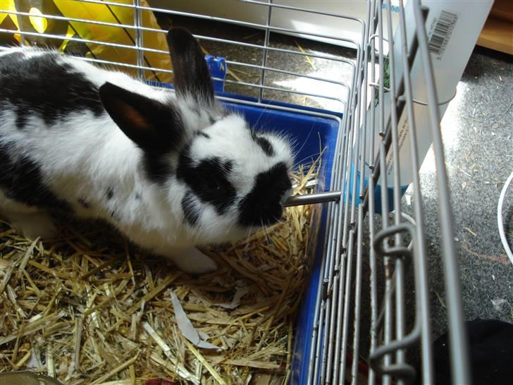 Kanin Pyrus billede 14