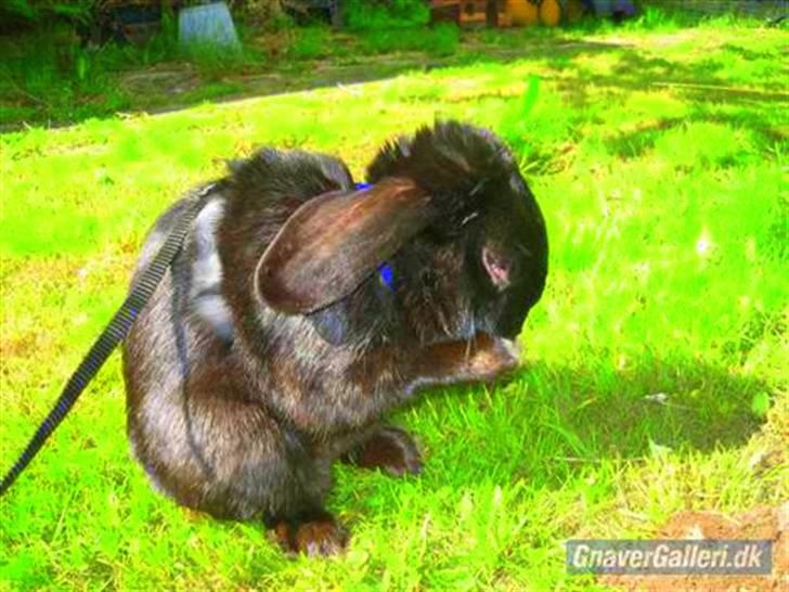 Kanin Holmens Pepsi <3 billede 1