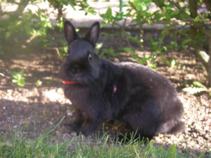 Kanin Maggie billede 9