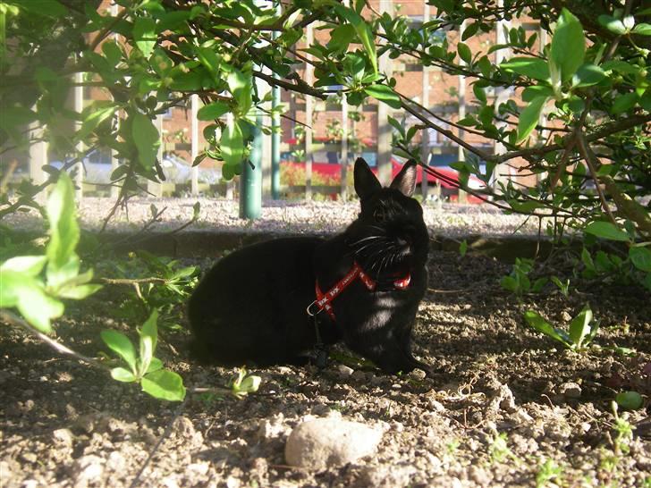 Kanin Maggie billede 10