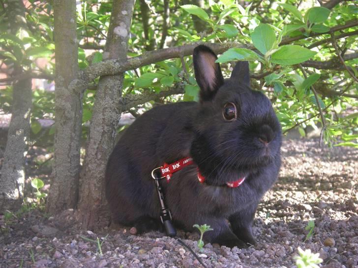 Kanin Maggie billede 11