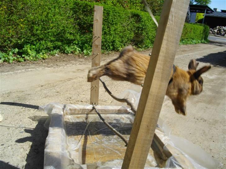 Kanin Kajo - Min dejlige kanin! - over min klamphugger vandgrav! :D billede 16