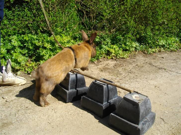 Kanin Kajo billede 17